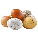 Куриное яйцо,<br> молодые несушки